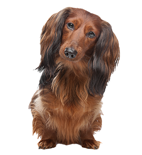 hond