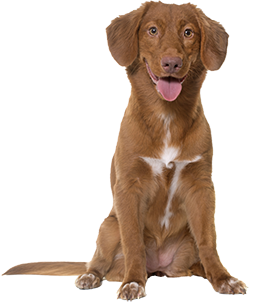 hond