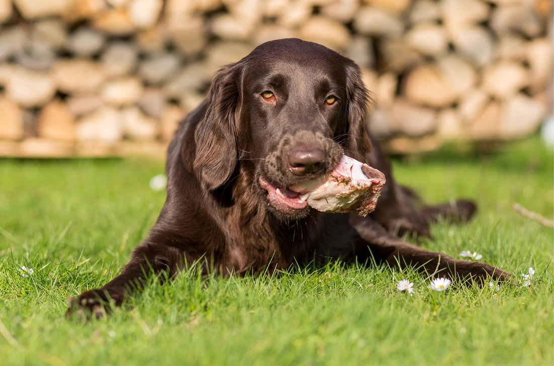 Jouw hond heeft chronisch darmklachten. Voeding in zijn eerste anderhalf jaar is daar significant mee geassocieerd