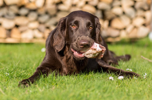 Jouw hond heeft chronisch darmklachten. Voeding in zijn eerste anderhalf jaar is daar significant mee geassocieerd