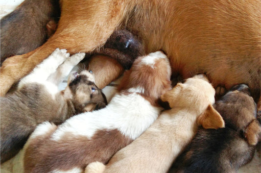 Jouw hond heeft steeds last van zijn buik en vroege voeding hangt daar waarschijnlijk mee samen
