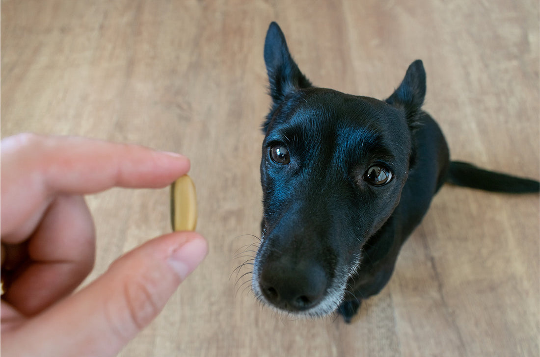 Jouw hond heeft epilepsie of aanvallen. Regelmatige visvetten in de puppyfase zijn geassocieerd met een lager risico