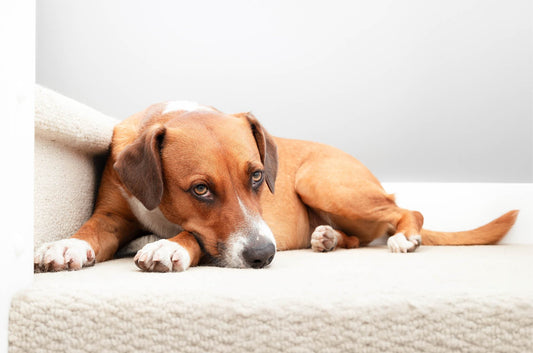 Heeft jouw hond diarree of een opgeblazen buik? Dit is de oorzaak!