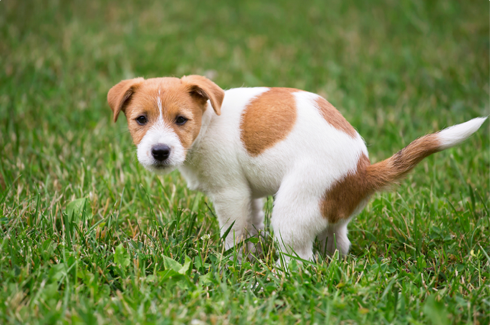 Heeft jouw hond vaak veel, zachte of sterk ruikende ontlasting? Dit zegt dat over zijn voeding