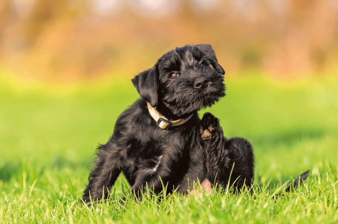 Je hond krabt zich voortdurend, heeft schilfers of een doffe vacht