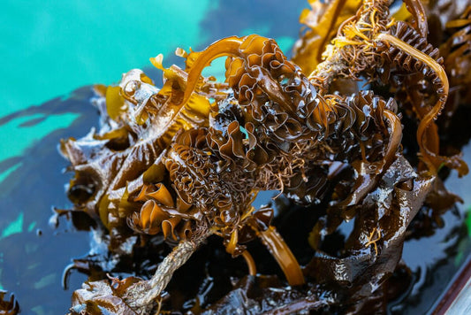 Close-up afbeelding van zeewier
