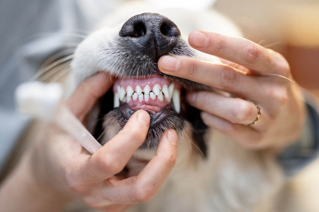 Je hond heeft vieze adem en tandsteen - en tandenpoetsen helpt maar half