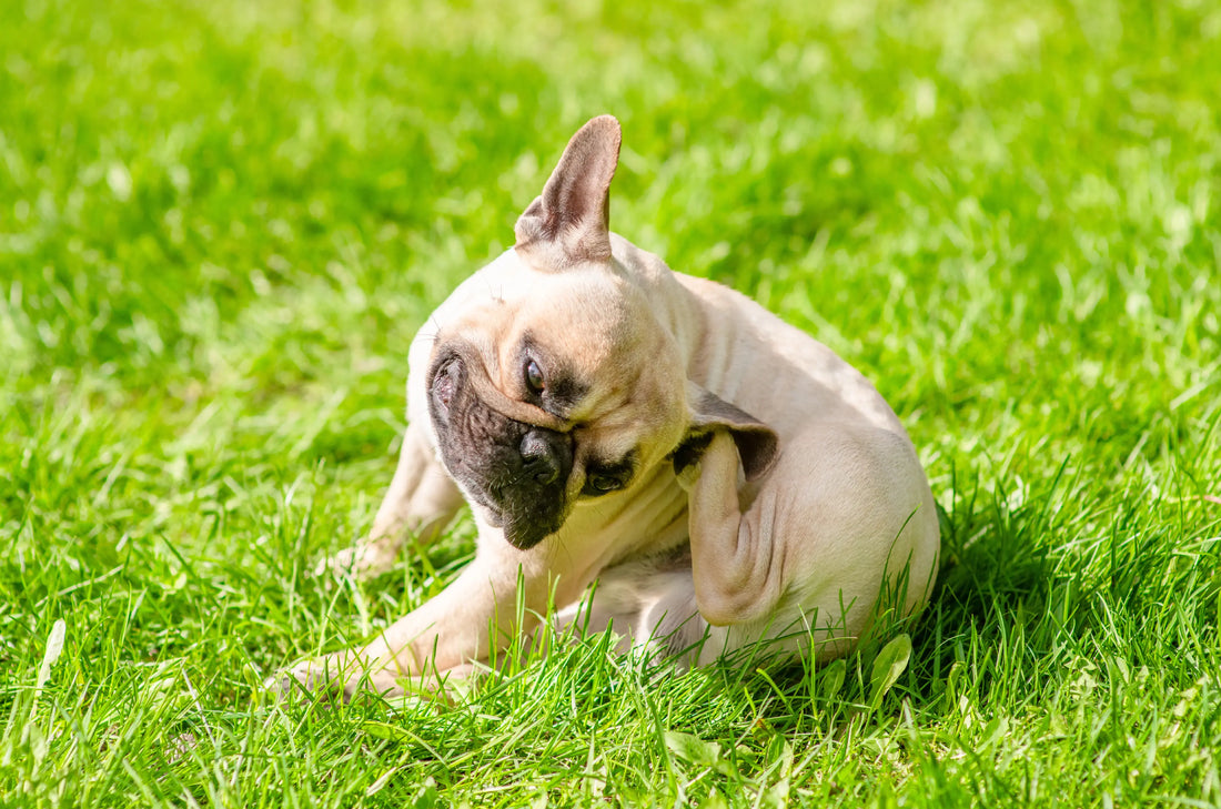 A dog scratching ear
