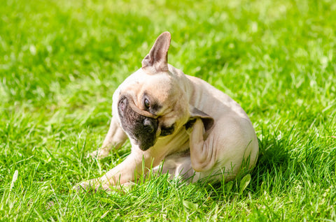 A dog scratching ear