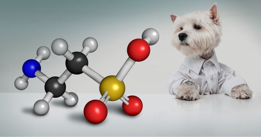 Hond in een lab jas kijkend naar het scheikundige element van  Taurine
