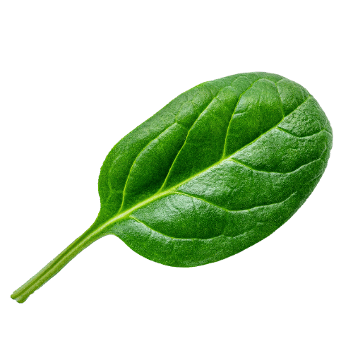 Spinazie