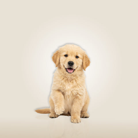 Puppy